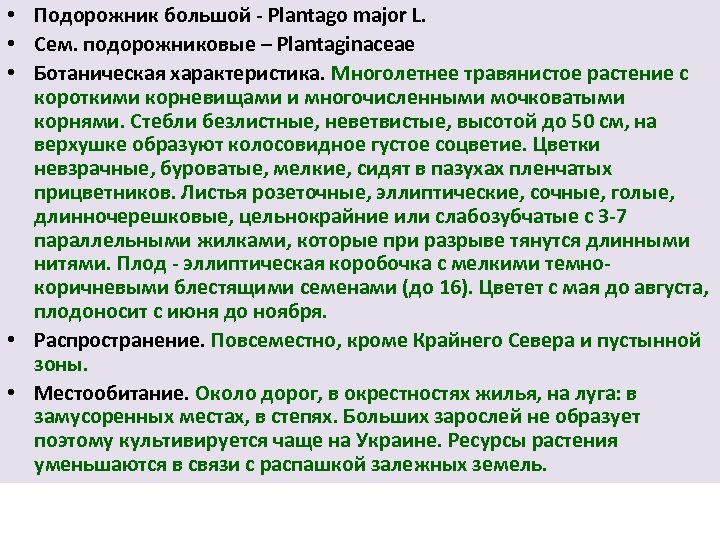  • Подорожник большой Plantago major L. • Сем. подорожниковые – Plantaginaceae • Ботаническая
