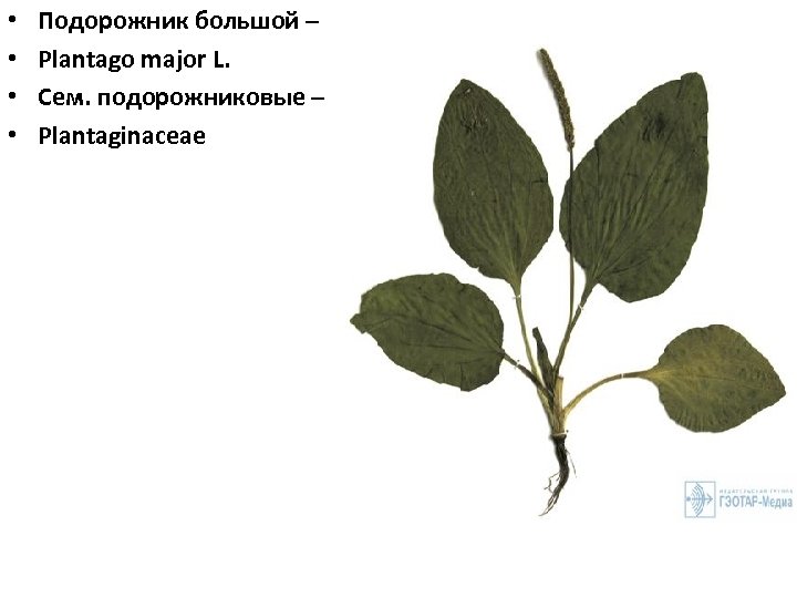  • • Подорожник большой – Plantago major L. Сем. подорожниковые – Plantaginaceae 