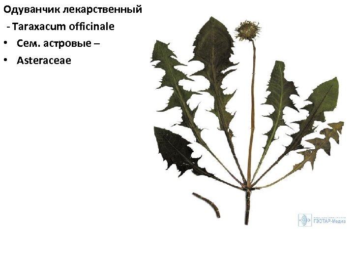Одуванчик лекарственный Taraxacum officinale • Сем. астровые – • Asteraceae 