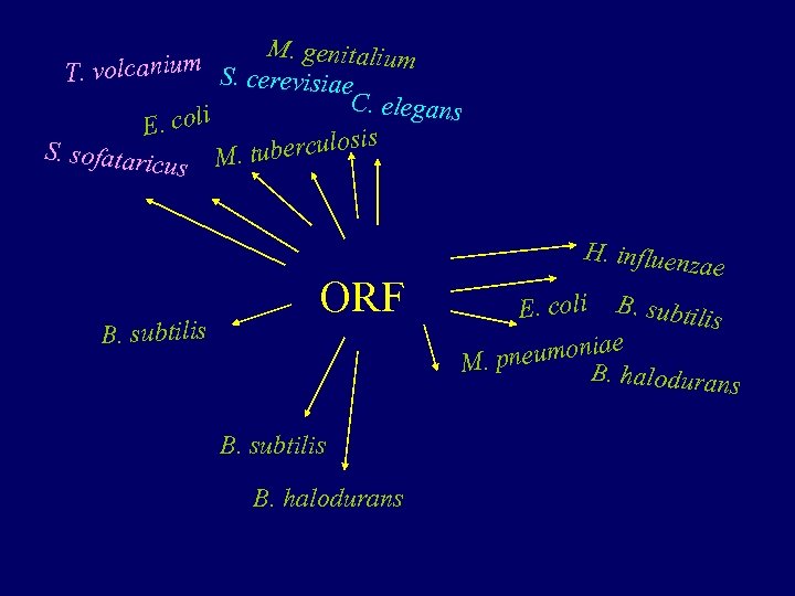 M. genitalium T. volcanium S. cerevisiae C. elegans oli E. c erculosis b S.