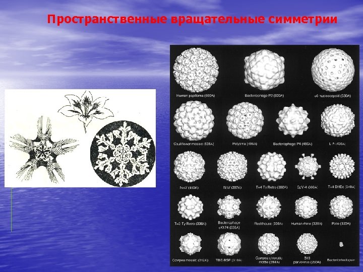 Пространственные вращательные симметрии 