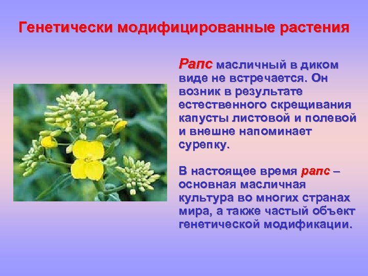 Генетически модифицированные растения Рапс масличный в диком виде не встречается. Он возник в результате