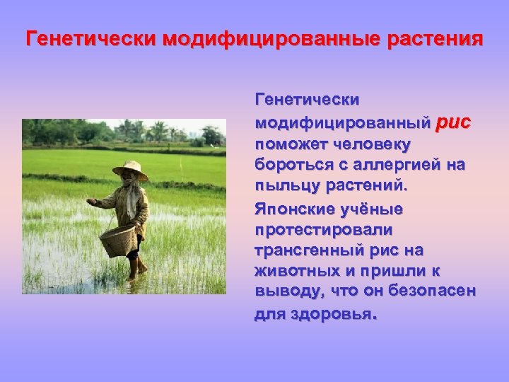 Генетически модифицированные растения Генетически модифицированный рис поможет человеку бороться с аллергией на пыльцу растений.
