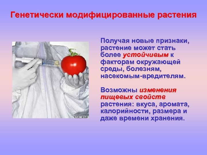 Генетически модифицированные растения Получая новые признаки, растение может стать более устойчивым к факторам окружающей