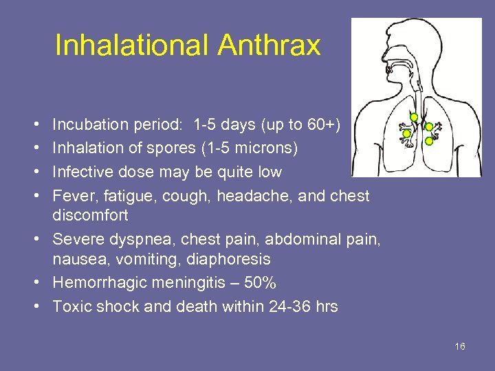 Inhalational Anthrax • • Incubation period: 1 -5 days (up to 60+) Inhalation of