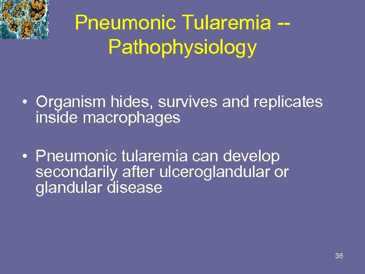 Pneumonic Tularemia -Pathophysiology • Organism hides, survives and replicates inside macrophages • Pneumonic tularemia