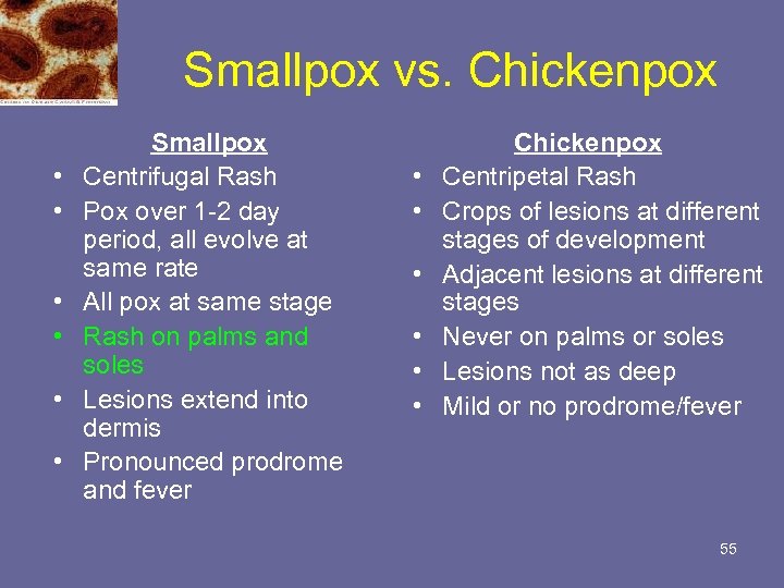 Smallpox vs. Chickenpox • • • Smallpox Centrifugal Rash Pox over 1 -2 day