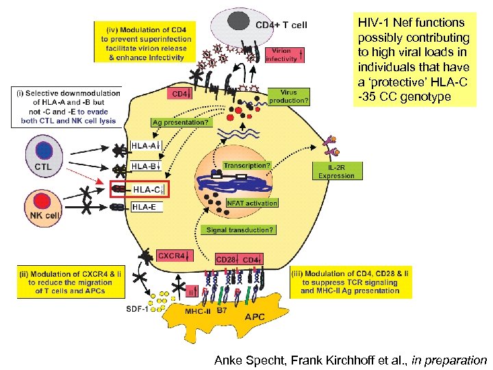 HIV-1 Nef functions possibly contributing to high viral loads in individuals that have a