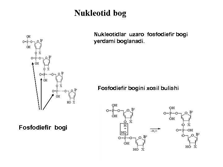 Nukleotid bog Nukleotidlar uzaro fosfodiefir bogi yerdami boglanadi. Fosfodiefir bogini xosil bulishi Fosfodiefir bogi