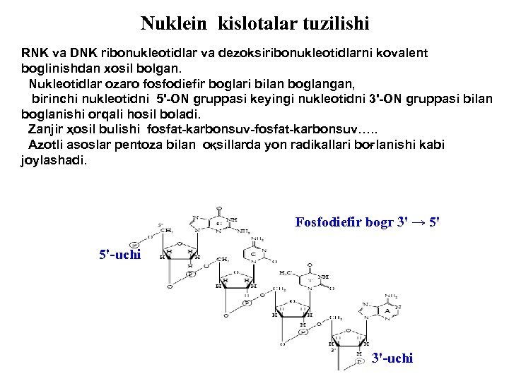 Nuklein kislotalar tuzilishi RNK va DNK ribonukleotidlar va dezoksiribonukleotidlarni kovalent boglinishdan xosil bolgan. Nukleotidlar