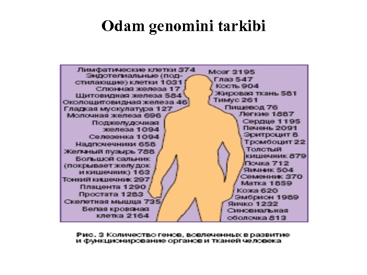Odam genomini tarkibi 