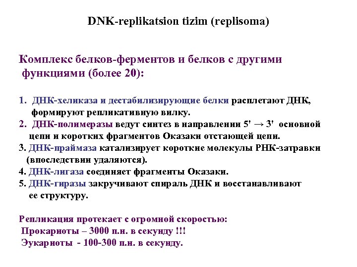 DNK-replikatsion tizim (replisoma) Комплекс белков-ферментов и белков с другими функциями (более 20): 1. ДНК-хеликаза