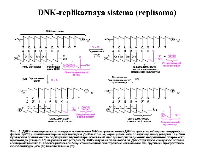 DNK-replikaznaya sistema (replisoma) 