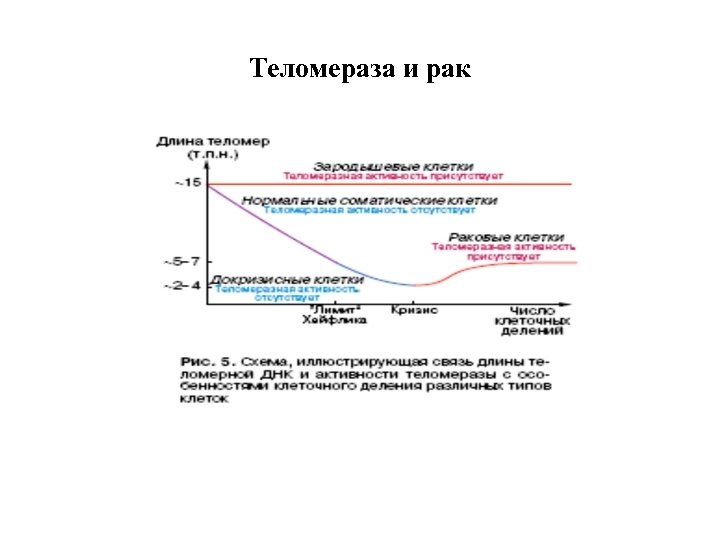 Теломераза и рак 