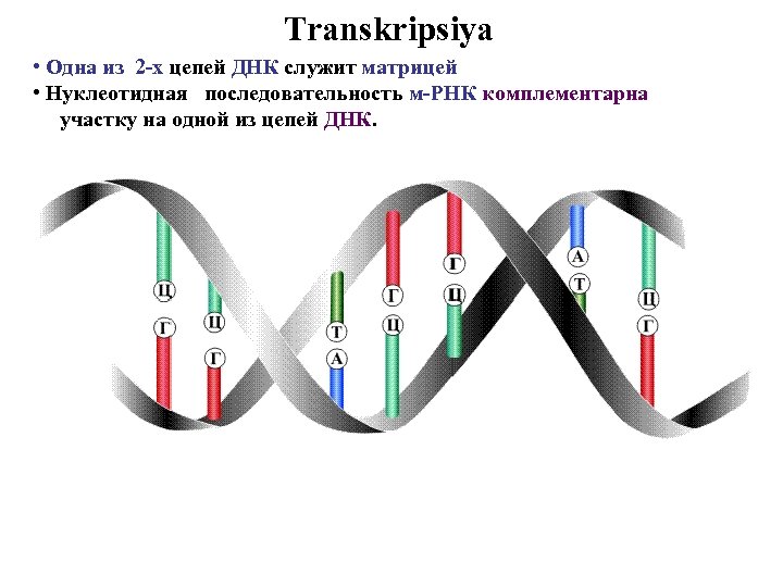 Transkripsiya • Одна из 2 -х цепей ДНК служит матрицей • Нуклеотидная последовательность м-РНК