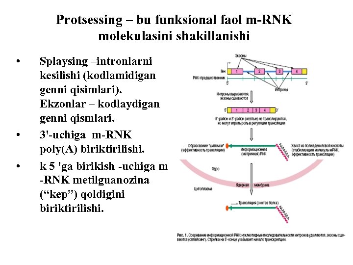 Protsessing – bu funksional faol m-RNK molekulasini shakillanishi • • • Splaysing –intronlarni kesilishi