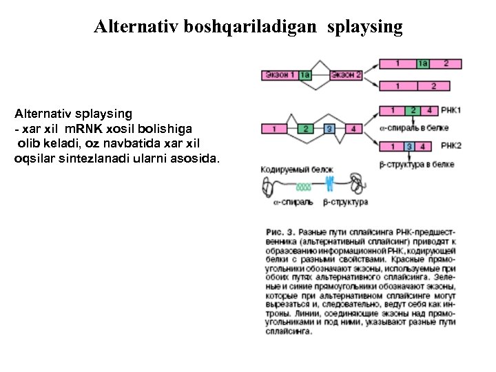 Alternativ boshqariladigan splaysing Alternativ splaysing - xar xil m. RNK xosil bolishiga olib keladi,