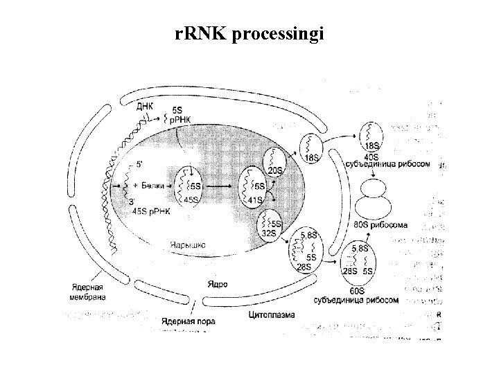 r. RNK processingi 