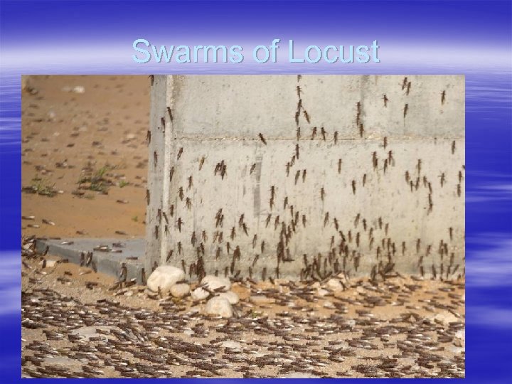 Swarms of Locust 