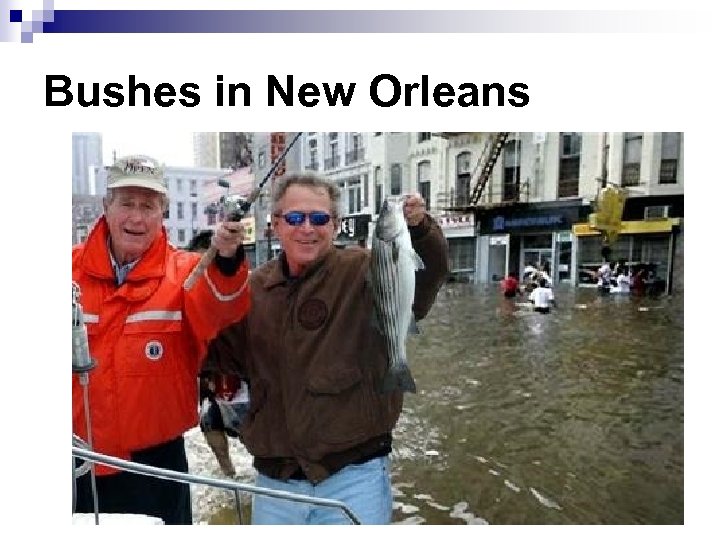 Bushes in New Orleans 