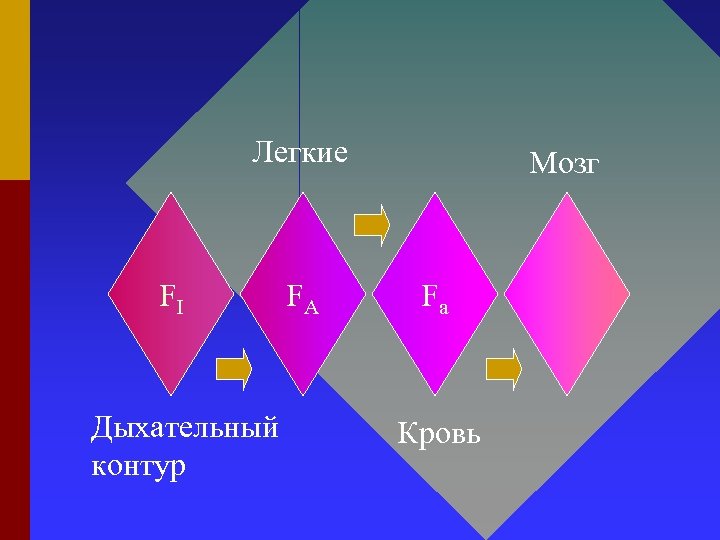 Легкие FI Дыхательный контур FA Мозг Fa Кровь 