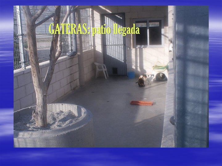 GATERAS: patio llegada 