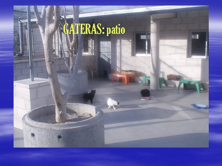 GATERAS: patio 