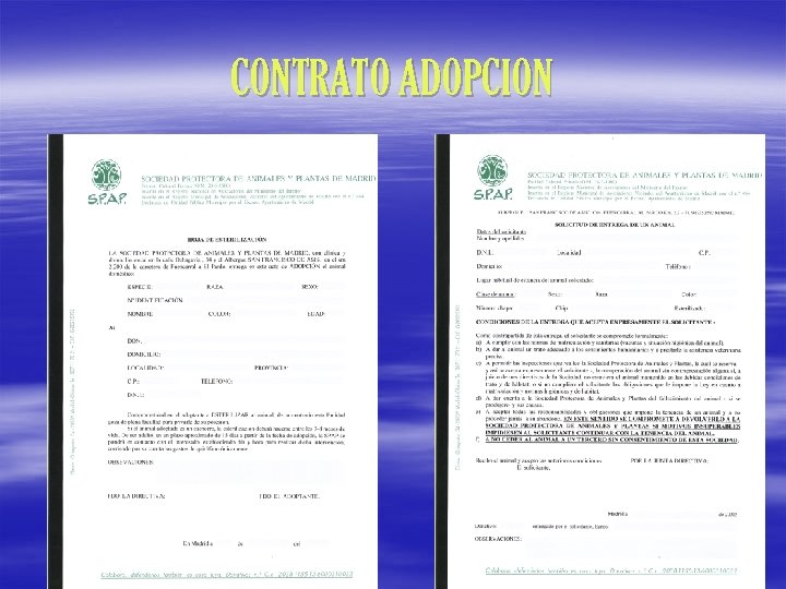CONTRATO ADOPCION 