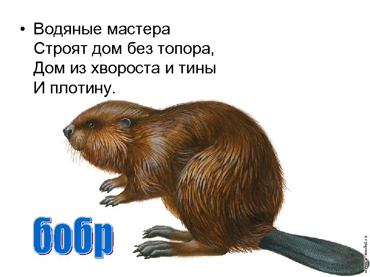  • Водяные мастера Строят дом без топора, Дом из хвороста и тины И