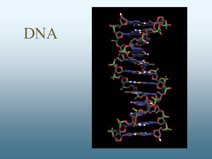 DNA 