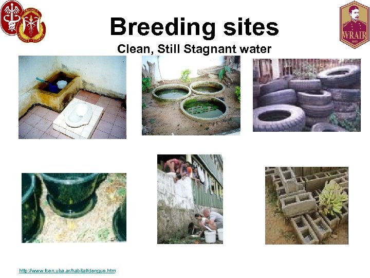 Breeding sites Clean, Still Stagnant water http: //www. fcen. uba. ar/habitat/dengue. htm 