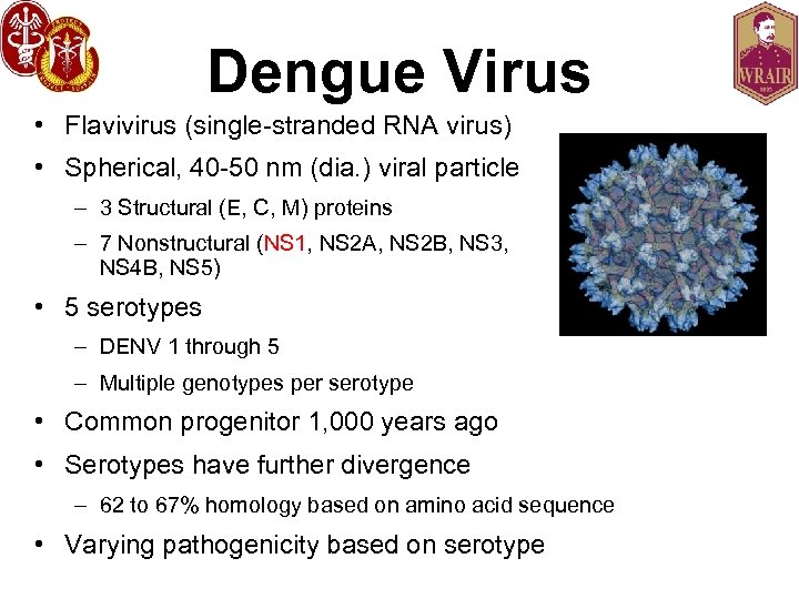 Dengue Virus • Flavivirus (single-stranded RNA virus) • Spherical, 40 -50 nm (dia. )