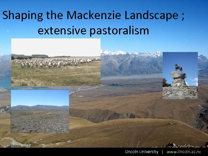 Shaping the Mackenzie Landscape ; extensive pastoralism Lincoln University | www. lincoln. ac. nz