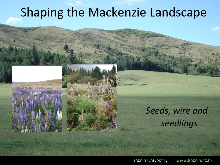 Shaping the Mackenzie Landscape Seeds, wire and seedlings Lincoln University | www. lincoln. ac.