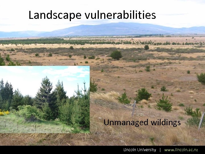 Landscape vulnerabilities Unmanaged wildings Lincoln University | www. lincoln. ac. nz 