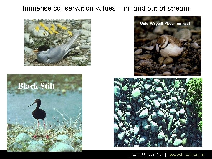 Immense conservation values – in- and out-of-stream Black-fronted tern Black Stilt Lincoln University |