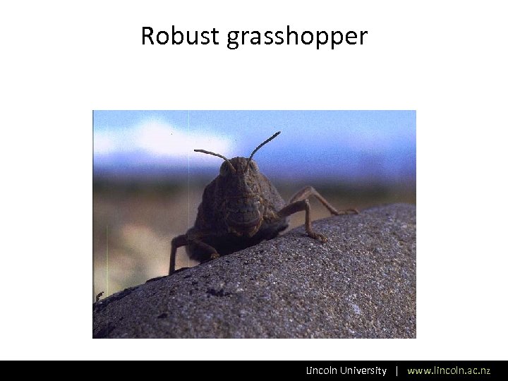 Robust grasshopper Lincoln University | www. lincoln. ac. nz 