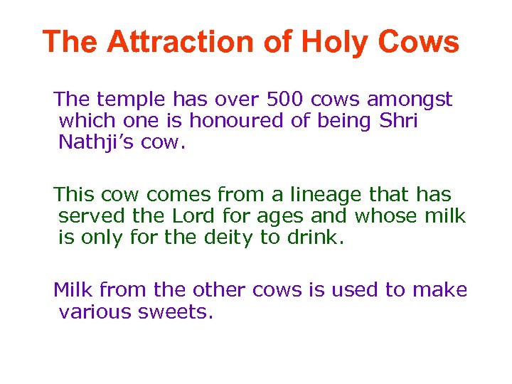 The Attraction of Holy Cows The temple has over 500 cows amongst which one