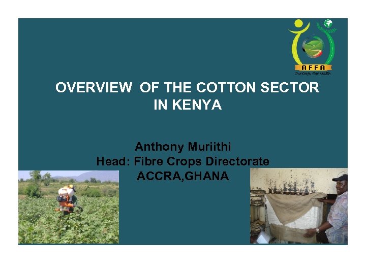 OVERVIEW OF THE COTTON SECTOR IN KENYA Anthony Muriithi Head: Fibre Crops Directorate ACCRA,
