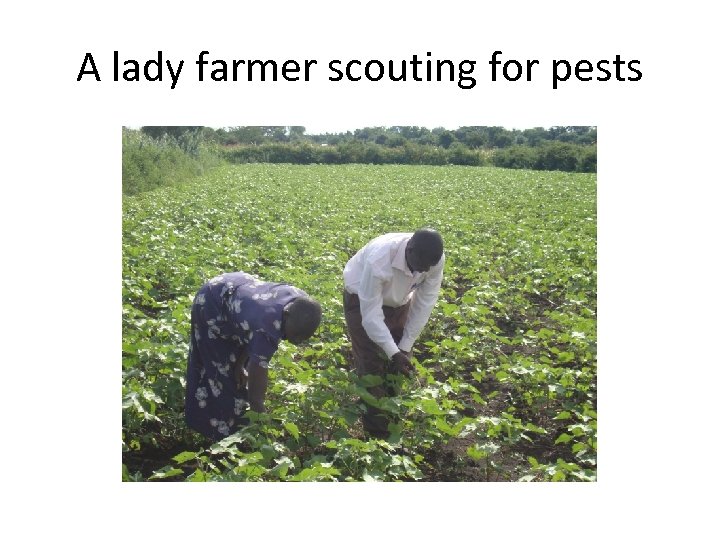 A lady farmer scouting for pests 