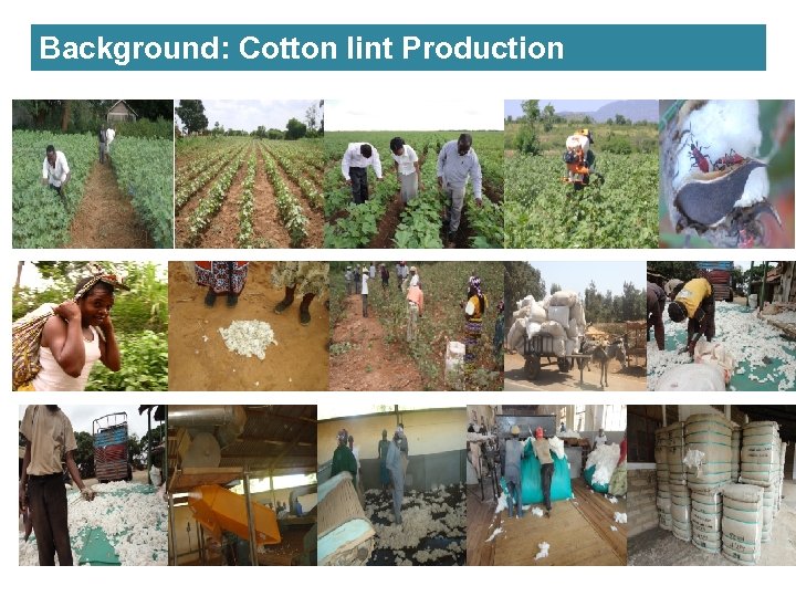 Background: Cotton lint Production 