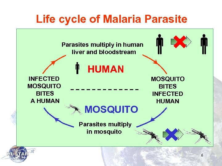 Life cycle of Malaria Parasites multiply in human liver and bloodstream INFECTED MOSQUITO BITES