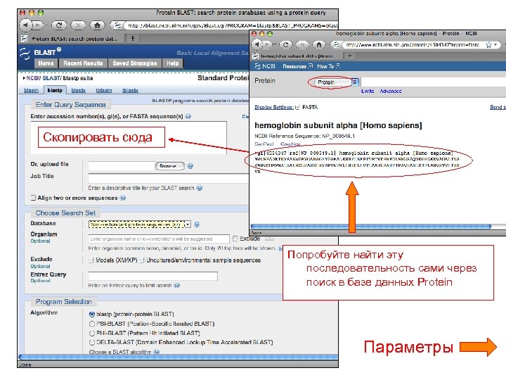 Скопировать сюда Попробуйте найти эту последовательность сами через поиск в базе данных Protein Параметры