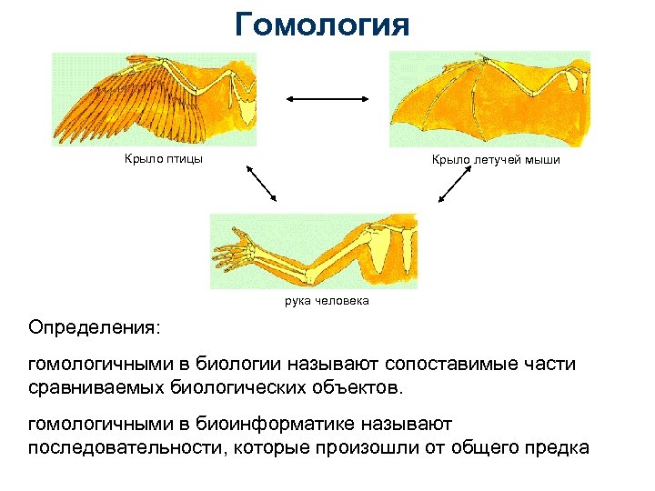 Гомология Крыло птицы Крыло летучей мыши рука человека Определения: гомологичными в биологии называют сопоставимые