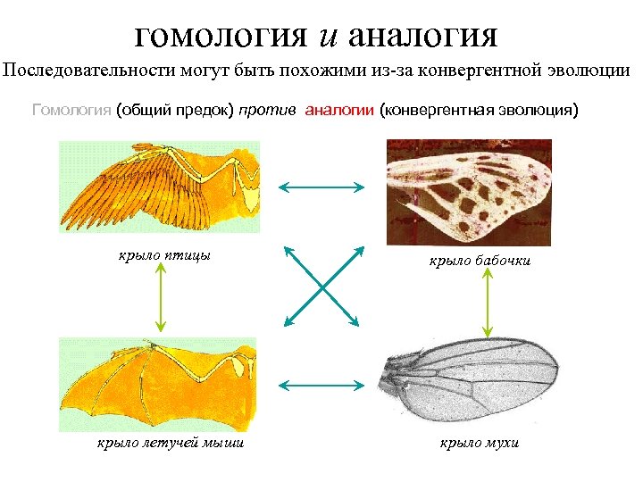 Эволюция крыльев птиц