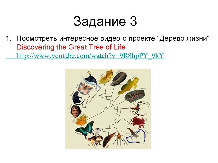 Задание 3 1. Посмотреть интересное видео о проекте “Дерево жизни” Discovering the Great Tree