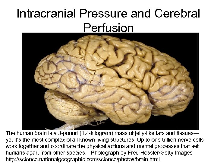 Intracranial Pressure and Cerebral Perfusion The human brain is a 3 -pound (1. 4