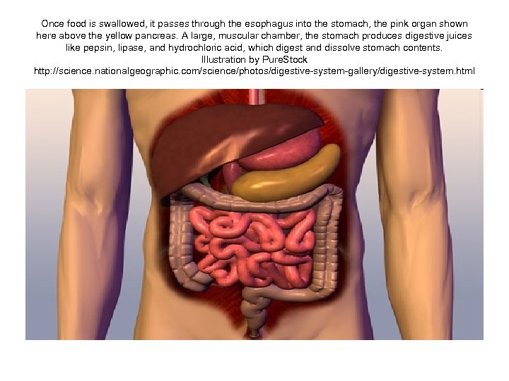 Once food is swallowed, it passes through the esophagus into the stomach, the pink