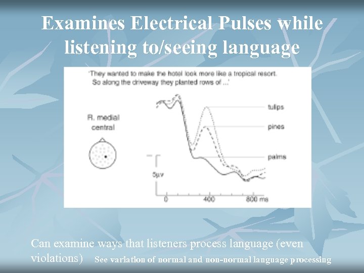 Examines Electrical Pulses while listening to/seeing language Can examine ways that listeners process language