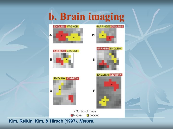 b. Brain imaging Kim, Relkin, Kim, & Hirsch (1997). Nature. 